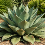Agáva (Agave ovatifolia) ´OVATIFOLIA´ – výška 20–25 cm, Ø 20–30 cm, kont. C6L